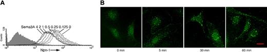 Figure 7. Sema3A down-regulates surface Npn-1 and promotes Npn-1 internalization. (A) Surface Npn-1 detected on endothelial cells incubated (25°C, 1 hour) with Sema3A (0-4 μg/mL). Shaded graphs reflect control staining. (B) Npn-1 detected by confocal microscopy in endothelial cells stimulated with Sema3A (2 μg/mL) at 37°C for 0, 5, 30, or 60 minutes. Scale bar, 20 μm. Images were acquired and processed as described for Figure 5F.