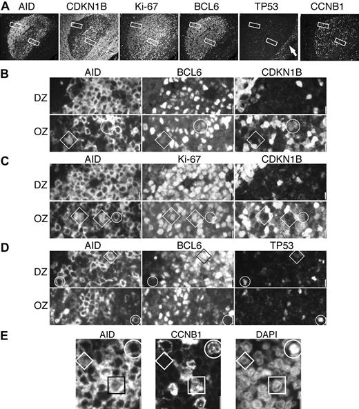 Figure 6. Proliferation and growth arrest in AID+ DZ and OZ GC cells. (A) A single GC was imaged with 4 sets of triple staining for AID, CDKN1B (p27), Ki-67, BCL6, TP53, and CCNB1. Each stain is shown as single color at low power. Original magnification ×10. Note at the right, TP53+ basal epithelial layer (arrow). The DZ and OZ areas enlarged below (original magnification ×40) are shown as white rectangles. (B) The DZ is homogeneously CDKN1B–; circled in the OZ is a cytAID+, BCL6+dim, CDKN1B+dim cell. A diamond highlights a nAID+, BCL6+dim, CDKN1B– cell. (C) DZ AID+ cells are Ki-67+ and CDKN1B–. In the OZ, a cytAID+, Ki-67+, CDKN1B+dim cell is circled. A diamond shows a nAID+, Ki67+, CDKN1B– cell. (D) At the outer border of the DZ and OZ, cytAID+ BCL6– cells (circles) shows TP53. A nAID+, BCL6+, TP53– cell is indicated by a diamond. (E) A portion of the DZ shows a CCNB1–nAID+ small centroblast (diamond), a rare CCNB1+ nAID+ centroblast (square), and a mitotic cell (circle) in which AID and CCNB1 are cytoplasmic. Scale bar: 1 μm at ×40 and 4 μmat ×10.