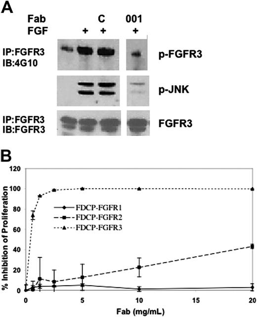 Figure 1. PRO-001 inhibits FGF-induced phosphorylation of WT-FGFR3 and proliferation of FGFR3-expressing FDCP cells. (A) RCJ cells overexpressing FGFR3 (RCJ-FGFR3) were serum starved, and then stimulated (+) with 20 ng/mL FGF9 for 5 minutes alone or following preincubation with a control (C) or a neutralizing anti-FGFR3 Fab (001). Total cell lysates were probed by Western blot with anti–P-JNK. In parallel, lysates were immunoprecipitated with anti-FGFR3 antibody and immunocomplexes were analyzed by Western with antiphosphotyrosine (4G10) and anti-FGFR3. (B) FDCP cells that stably express FGFR1, FGFR2, or FGFR3 were cultured in the presence of increasing amounts of PRO-001. Two days later, cell proliferation was determined by XTT analysis. Data are the average of duplicate cultures.