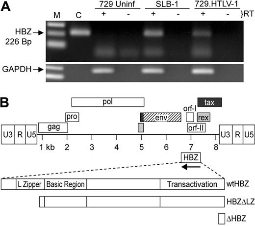 Figure 1. Detection of the HBZ RNA transcript. (A) HBZ transcript was detected in Poly A+ RNA isolated from SLB-1 and 729.HTLV-1, but not 729 uninfected (Uninf), using standard RT-PCR. First-strand synthesis with a specific oligo designed to copy only HTLV-1 antisense RNA containing the HBZ coding sequence was performed in the presence and absence of reverse transcriptase. The 226-bp PCR product was separated on a 2% agarose gel and visualized by ethidium bromide staining. (B) Schematic representation of the complete HTLV-1 proviral genome is shown. LTRs are depicted with their U3, R, and U5 regions. The location of the viral open reading frames and the opposite-strand HBZ are indicated. The reported HBZ coding sequence has been expanded showing the transactivation domain, basic region, and leucine-zipper region, as well as the 2 HBZ truncation mutants generated for this study (HBZΔLZ and ΔHBZ).