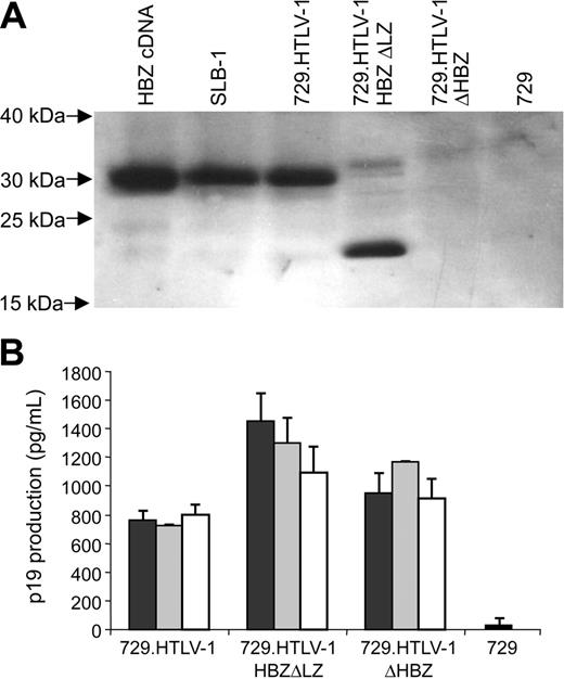 Figure 4. HBZ and p19 Gag protein expression in stably transfected cell lines. (A) HBZ protein was detected in stable provirus expressing cell lines by Western blot using a rabbit polyclonal antibody against HBZ. HBZ was not detected in 729 control and 729.HTLV-1ΔHBZ as expected. HBZ polypeptide of the expected molecular weight was detected in SLB-1, 729.HTLV-1, and 729.HTLV-1HBZΔLZ. (B) HTLV-1 p19 Gag was quantified by ELISA from 3 independently isolated stable 729 transfectants expressing wild-type HTLV-1, HTLV-1ΔHBZ, or HTLV-1HBZΔLZ. HBZ mutant virus producers expressed statistically greater amounts of p19 Gag than wild-type virus producers, which was consistent with a repressive role of HBZ on viral transcription. p19 Gag production of the 2 mutant virus producers (HTLV-1ΔHBZ and HTLV-1HBZΔLZ) were not statistically significant. Statistical significance was determined by ANOVA followed by Tukey test. The histogram presents the average values from 3 independent experiments; error bars denote SDs.