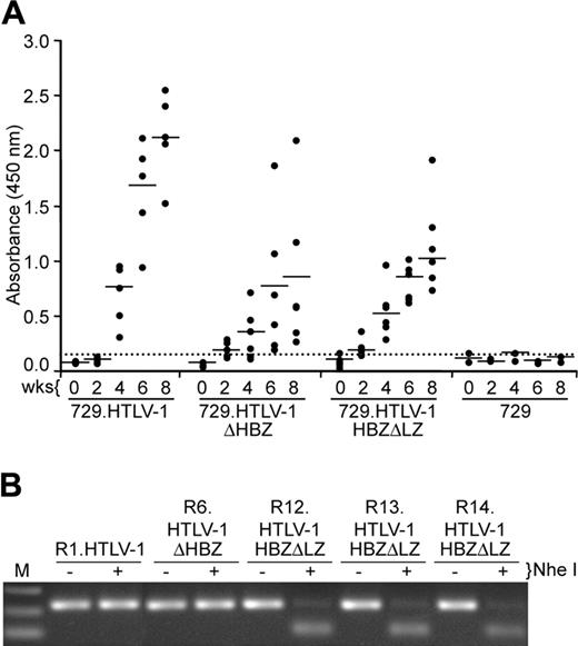 Figure 6. Assessment of HTLV-1 infection in rabbits. (A) Antibody response against HTLV-1 from each rabbit was measured by anti–HTLV-1 ELISA assay, using both HTLV-1 Gag and envelope proteins as antigens. Each dot represents the absorbance value of a single inoculated rabbit at 0, 2, 4, 6, and 8 weeks after inoculation within each group. Inoculum as indicated at bottom includes 729.HTLV-1 (n = 5), 729.HTLV-1ΔHBZ (n = 6), 729.HTLV-1HBZΔLZ (n = 6), or 729/media (n = 2). The horizontal line represents the average of the rabbit group at each weekly time point and the dotted line represents 3 times the standard deviation of uninfected control values. (B) The HTLV-1 genome fragment containing the HBZ coding region was amplified by PCR from DNA of PBMCs from a representative of at least 1 rabbit of each group (week 8 after inoculation). The expected HBZ mutations in rabbit PBMCs were confirmed using the diagnostic restriction enzyme NheI for HTLV-1HBZΔLZ and further confirmed by nucleotide sequencing (data not shown).