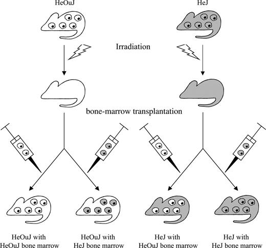 Figure 1. Generation of 4 types of chimeric mice. The images of individual cells refer to hematopoietic (bone marrow–derived) cells; the rest of the mouse body represents nonhematopoietic tissues. The presence of a nonfunctional TLR4 is coded by gray; the presence of a fully functional TLR4 is coded by white.