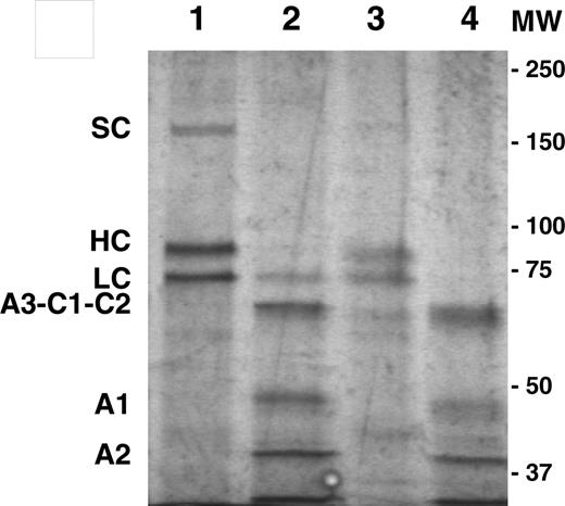 Figure 1. In vitro characterization of genetically modified MSCs. SDS-PAGE analysis of MSC-derived (lanes 1-2) and BHK-M–derived (lanes 3-4) BDD porcine fVIII. Samples in lanes 2 and 4 were pretreated with thrombin to demonstrate proteolytic activation. Single chain (SC), heavy chain (HC), light chain (LC), and A3-C1-C2, A1, and A2 polypeptides are labeled. Proteins were visualized by silver stain. The positions of the molecular weight (MW) standards (in kDa) are shown to the right of the gel image.