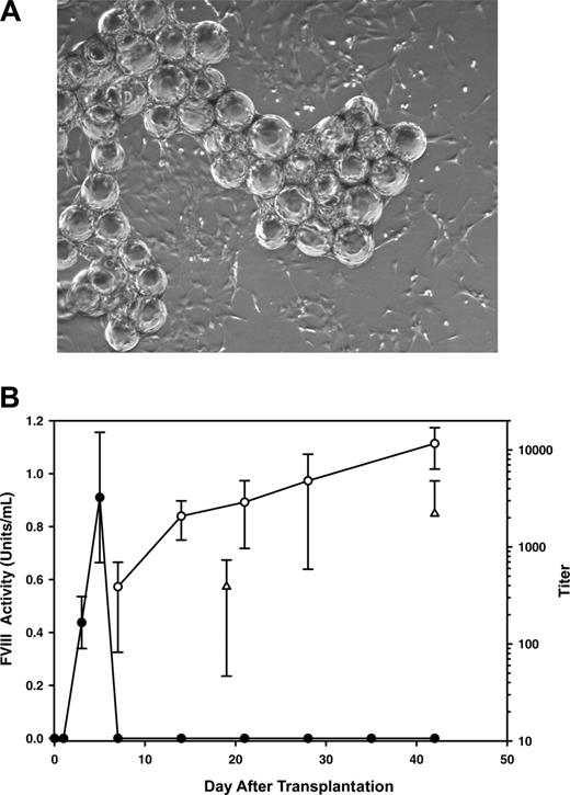 Figure 2. In vivo expression of BDD porcine fVIII from MSCs. (A) Micrograph of BDD porcine fVIII–expressing MSCs bound to dextran microcarrier beads. Image was visualized under an Olympus IX50 inverted microscope equipped with a 4 ×/0.13 objective lens (Olympus, Melville, NY). An Optronics Magnafire camera (Optronics, Goleta, CA) was used to capture images, and Magnafire 2.1 software to acquire and process them. (B) Plasma fVIII activity levels (•) following intraperitoneal transplantation of porcine fVIII–expressing MSCs bound to microcarrier beads into hemophilia A mice (n = 4). Anti–porcine fVIII ELISA (○) and Bethesda titers (▵) are shown (mean ± standard deviation).