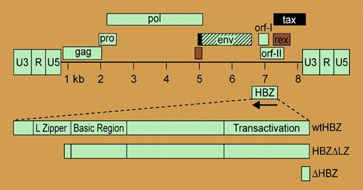 Detection of the HBZ RNA transcript. See the complete figure in the article beginning on page 3976.