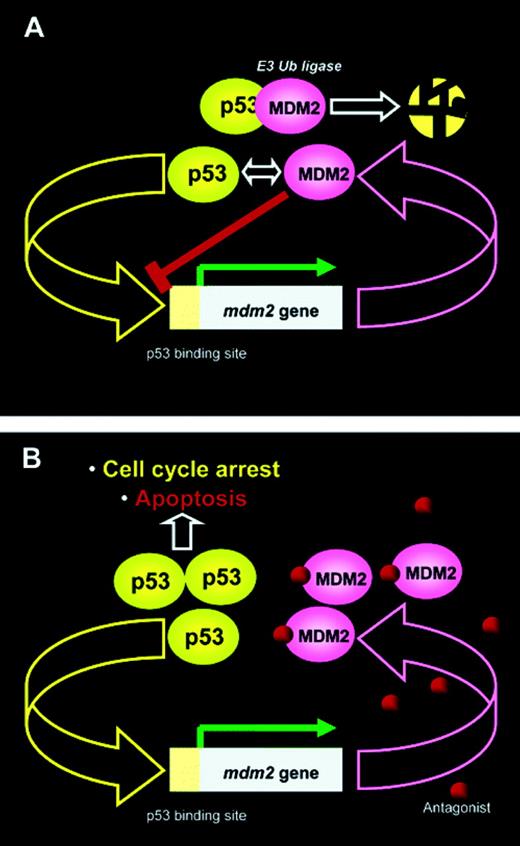 p53-MDM2 autoregulatory circuit. (A) MDM2 and p53 mutually regulate their levels in unstressed proliferating cells. MDM2 expression is controlled by a p53-dependent promoter and increases when the level of p53 rises. In turn, MDM2 binds p53 and inhibits its transcriptional activity by blocking the transcriptional activation domain of the transcription factor. MDM2 also serves as the E3 ubiquitin ligase for p53 and facilitates its ubiquitin-dependent degradation in the proteasome. As a result, both p53 and MDM2 are kept at very low levels in proliferating cells. (B) Small-molecule antagonists of MDM2 that can bind to the p53 pocket on the surface of the molecule will inhibit the p53-MDM2 interaction and release p53 from negative control. p53 will stabilize, accumulate in cell nuclei, and activate the p53 pathway. Reproduced with permission from J Med Chem. 2005,48,4491-4499. Copyright 2005 Am. Chem. Soc.