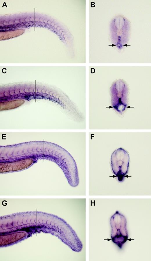 Figure 2. Magp1 is not required for specifying or maintaining the expression of markers for vascular endothelium and smooth muscles. In situ hybridization was conducted to analyze the expression of vascular markers. Expression of flk1 in a wild-type embryo (A-B) and an magp1 MO–injected embryo (C-D) at 31 hours after fertilization. Cross-sections of panels B and D revealed normal expression levels of flk1 in the endothelium lining the dilated caudal vein of magp1 morphant embryos (frequency with dilated caudal vein: 68% ± 7%; N = 47). Expression of sm22a in a wild-type embryo (E-F) and an magp1 MO–injected embryo (G-H) at 31 hours after fertilization. Cross-sections of panels F and H revealed that magp1 morphant embryos displayed normal expression levels of sm22a surrounding the dilated caudal vein (frequency with dilated caudal vein: 78% ± 10%; N = 34). Arrows indicate the dilated caudal veins in magp1 morphant embryos. Lines in panels A, C, E, and G indicate levels of sections in panels B, D, F, and H, respectively. (A-H) Original magnifications, 10 ×.