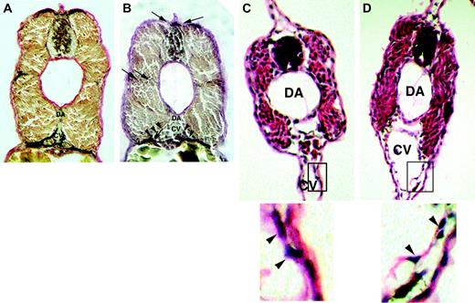 Figure 3. Histologic analysis reveals altered vessel wall architecture in magp1 morphant embryos. Elastin (van Gieson) stain was conducted on fixed sections from 48-hour wild-type and MO–injected embryos. Compared with wild-type embryos (A), magp1 MO–injected embryos (B) showed reduced elastin stain around the vasculature (arrowheads) in the intersomitic region and the connective tissues attached to the dorsal neural tube (arrows). Hematoxylin and eosin staining was performed at 40 hours after fertilization to assess vessel wall structure in magp1 morphant embryos. Compared with wild-type embryos (C, inset in the bottom panel), the vascular cells in the magp1 morphant embryos show a loose association with the surrounding tissue. Cells detaching from the underlying tissue can be observed (D, arrowheads in the inset, bottom panel). Original magnification 20 ×. Bottom panels of C and D are enlarged versions of the boxed sections of the top panels.