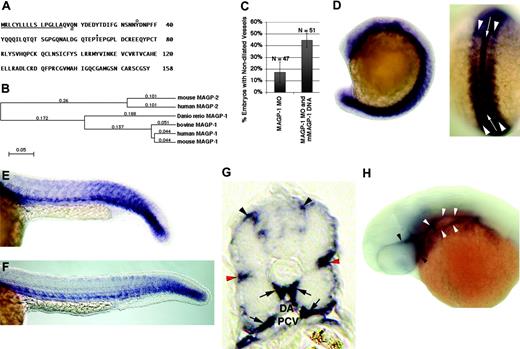Figure 4. Sequence of zebrafish Magp1 protein and expression pattern of zebrafish magp1 mRNA during embryonic development. (A) Predicted amino acid sequence of zebrafish Magp1 protein. The predicted amino-terminal signal sequence is underlined. The predicted site of transglutamination at a glutamine residue is indicated by a double underline. The predicted tyrosine sulfation site is indicated by a circle. Predicted O-glycosylation site at a threonine residue. Sites of modifications are predicted based on the amino acid sequence analysis of the bovine MAGP1 protein.27 (B) Phylogenetic tree of vertebrate MAGP proteins. Zebrafish Magp1 clusters with vertebrate MAGP1 proteins. Mouse MAGP1 GenBank accession no. P55002; human MAGP1, P55001; bovine MAGP1, P27424; human MAGP2 (also known as MFAP5), NP_003471; mouse MAGP2, NP_056591. The value at each branch denotes the mean number of differences per residue along each branch. (C) Summary of 2 independent experiments showing the alleviation of zebrafish magp1 MO–generated vascular phenotypes by the coinjection of mouse magp1 expression construct (compare columns 2 and 1). N denotes the number of embryos scored. Error bars indicate SEM. (D) At 16-somite stage (dorsal view shown on the right), magp1 is expressed in the notochord (white arrow in the dorsal view) and the somites (white arrowheads in the dorsal view). (E) At 22 hours after fertilization or 26-somite stage, expression of magp1 in the somites begins to be down-regulated. Expression of magp1 is also detected in the mesoderm. (F) At 24 hours after fertilization (end of somitogenesis), expression of magp1 is detected in the caudal somites and the trunk mesenchyme. (G) A cross-section of a 24-hour embryo showing the expression of magp1 in the connective tissue between the neural tube, around somites (red arrowheads), ventral medial somites, and cells surrounding the dorsal aorta (DA) and the posterior cardinal vein (PCV) (arrows). (H) Expression of magp1 in the blood vessels posterior to the eyes (white arrowheads) and around the eyes (black arrowheads) is also detected at 33 hours after fertilization. For panels E, F, and H, anterior is to the left. Original magnifications: (D-F, H) 10 ×; (G) 20 ×.