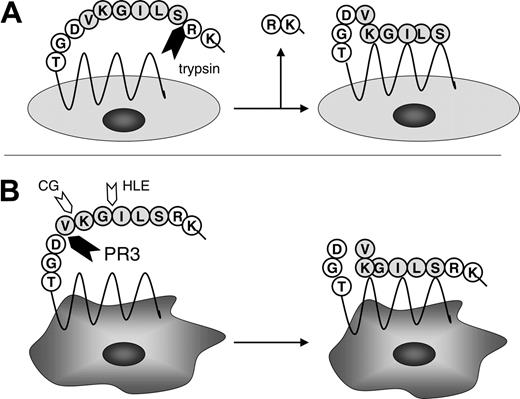 Figure 5. Cleavage of human PAR-2 peptide by serine proteases. A peptide corresponding to region surrounding the cleavage site of human PAR-2 (32SSKGRSLIGKVDGT45) was incubated with the serine proteases PR3, HLE, and CG, and proteolytic fragments were analyzed by reverse chromatography, N-terminal sequencing, and mass spectrometry. The cleavage product of PR3 ended with a valine residue at position 42 (V42-D43), CG cleaved between lysine and valine (K41-V42), and HLE between isoleucine and glycine (I39-G40). Trypsin, a known activator of PAR-2, was used as a positive control.