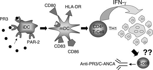 Figure 6. Model of induction of a Th1-cytokine response by proteinase 3 (PR3). In WG, expression of PR3 in the extracellular space is increased. PR3 stimulates the expression of PAR-2 on iDCs. PR3 activates PAR-2 resulting in maturation of DCs, as indicated by expression of CD80, CD83, CD86, and HLA-DR. These PR3-maturated DCs stimulate CD4+ T cells to generate increased expression of interferon-γ (IFN-γ). Expression of IFN-γ favors the development of a granulomatous inflammation as seen in WG. Hypothetically, chronic T-cell activation by PR3-maturated DCs may finally promote the development of B cells toward ANCA-producing plasma cells.