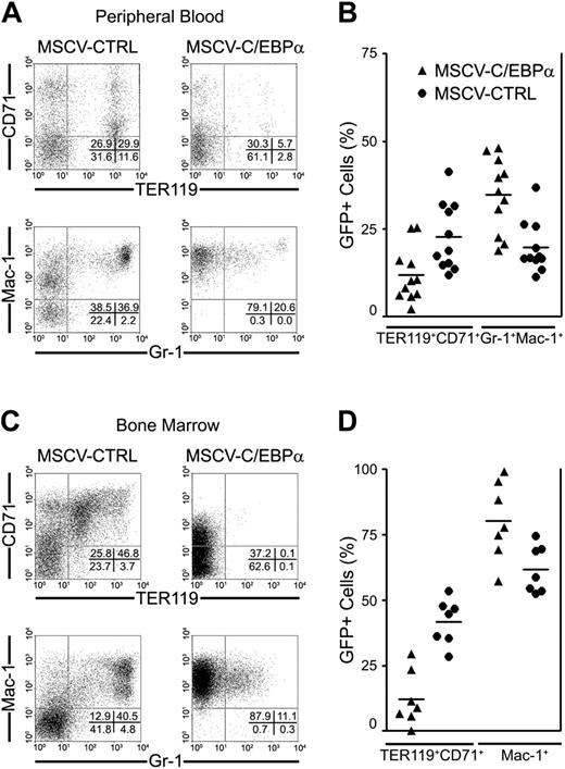 Figure 2. C/EBPα promotes myeloid development versus erythroid development in vivo. Femoral BMCs were prepared from 8-week-old inbred female C57Bl/6 mice that had been treated with 5-fluorouracil (5-FU) 4 days earlier to enrich for hematopoietic stem cells, and then infected with retrovirus containing MSCV-GFP or MSCV-C/EBPα-GFP. GFP+ BM cells (1 × 106) were transplanted into lethally irradiated mice with host bone marrow cells (2 × 105) to promote radioprotection. Four months after transplantation, the presence of donor-derived (GFP+) hematopoietic cells was determined by flow cytometry. Granulocytes and macrophages (Gr-1 and Mac-1) and erythroid cells (CD71 and TER119) in peripheral blood are presented in panels A-B, while myeloid (Mac-1) and erythroid (CD71 and TER119) cells in bone marrow are presented in panels C-D. These flow cytometry data were collected from 3 different transplantation experiments. (B, D) Horizontal bars indicate median values.