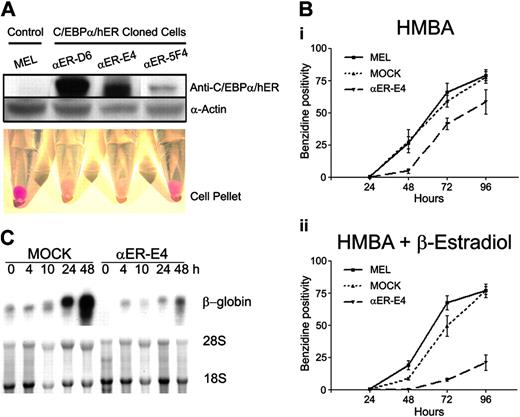Figure 3. C/EBPα inhibits erythroid differentiation of MEL cells. (A) MOCK and C/EBPα/hER-transduced MEL clones were incubated in the presence of HMBA (3 mM) and β-estradiol (1 μM) for 96 hours. Red cell pellets indicate terminal differentiation of MEL cells. C/EBPα/hER and α-actin protein expression of each clone was confirmed by Western blot analysis as described in “Materials and methods.” (B) Hemoglobinization of MEL, MOCK, and αER-E4 cells was evaluated at the indicated times after treatment with (i) HMBA or (ii) HMBA + β-estradiol by benzidine staining. The mean benzidine positivity of each cell group ± SE of triplicate experiments is shown. (C) β-Globin mRNA levels were measured in HMBA-treated MOCK and αER-E4 cells by Northern blot analysis as described in “Materials and methods” using 447-bp fragment of mouse β-globin cDNA. Control lanes show 18S and 28S ribosomal RNA.
