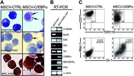 Figure 4. C/EBPα switches lineage potential of MEL and EML cells toward myeloid development. (A) MEL cells were transduced by retrovirus containing MSCV-C/EBPα-GFP or MSCV-GFP as described in “Materials and methods.” After sorting GFP+ cells, MEL cells were cultured in vitro for an additional 3 days, after which cell morphology was determined by Wright-Giemsa staining, and cell lineage by naphthol AS-D chloroacetate esterase and MPO staining (× 1000). Arrows indicate stained myeloid granules. (B) RT-PCR was performed using total RNA harvested from the cultured MEL cells 3 days after transduction with retrovirus containing MSCV-C/EBPα-GFP or MSCV-GFP. (C) The SCF-dependent EML cell line (gift of Dr Schickwann Tsai) was maintained in IMDM supplemented with 20% horse serum, 8% conditioned medium from BHK/MKL cells containing mSCF, and P/S/G. EML cells were cultured with mSCF (100 ng/mL) and hEpo (40 U/mL) 24 hours prior to transduction with retrovirus containing pMSCV-C/EBPα-GFP or pMSCV-GFP. EML cells were transduced with the retroviral vectors that express MSCV-C/EBPα-GFP or MSCV-GFP and then cultured for 3 days with mSCF (100 ng/mL) and hEpo (40 U/mL) to promote erythroid development. The expression of (GFP+) granulocytes and monocytes (Gr-1 and Mac-1) and erythroid cells (CD71 and TER119) was determined by flow cytometry.