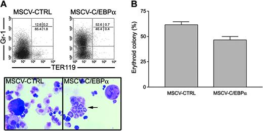 Figure 5. C/EBPα induces myeloid differentiation of primary MEPs. (A) Lineage-negative (Linneg) cell population was stained with the following cocktail of directly conjugated monoclonal antibodies: PE anti-cKit, FITC anti-CD34, APC anti–Sca-1, PE-Cy7 anti-FcRII/III (2.4G2), and PE-Cy5 anti–IL-7Rα. These cells were then sorted by high-speed sorter (MoFlo; Cytomation) for the IL-7Rα–/c-Kit+/Sca-1–/CD34–/FcRII/IIIlo cell population identified as MEPs. Normal MEPs were transduced with retrovirus containing pMSCV-C/EBPα-GFP or pMSCV-GFP. GFP+ MEPs were isolated and cultured for 3 days in cIMDM containing mSCF (100 ng/mL), hEpo (10 U/mL), and hTpo (100 ng/mL). Lineage differentiation was analyzed by flow cytometry using Gr-1 and TER119 antibodies and differential cell counts of Wright-Giemsa–stained cytocentrifuge preparations. Arrow indicates segmented neutrophils. (B) GFP+ MEPs (5 × 104/plate) were also cultured in 1.1% methyl-cellulose containing mSCF (100 ng/mL), hEpo (5 U/mL) to detect erythroid progenitors as described in “Materials and methods.” The mean number of erythroid colonies ± SE of triplicate plates is shown.