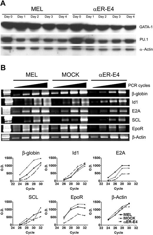 Figure 6. Regulation of gene expression in MEL cells by C/EBPα. (A) MEL cells and αER-E4 clone cells were treated with 3 mM HMBA and 1.0 μM β-estradiol. Total cell lysates were prepared from treated cells at the indicated times and 30 μg was analyzed for GATA-1, PU.1, and α-actin expression by Western blot analysis as described in “Materials and methods.” (B) Total RNA was also obtained from MEL cell clones 10 hours after treatment with HMBA and β-estradiol. Expression of the indicated genes was evaluated by RT-PCR using the indicated cycle numbers (24, 26, 28, and 30 cycles for β-globin, or 26, 28, 30, and 32 cycles for all other genes). The line graph represents densitometry scan of each band on an agarose gel.