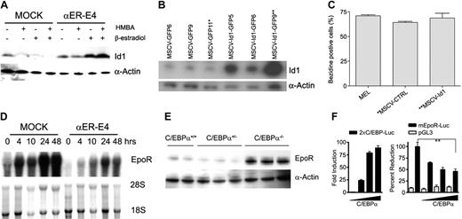Figure 7. Regulation of EpoR and Id1 expression by C/EBPα during erythroid differentiation. (A) MEL cells, MOCK cells, and αER-E4 cells were cultured in 3 mM HMBA and/or 1.0 μM β-estradiol as indicated. Id1 protein expression was determined 24 hours after treatment by Western blot analysis as described in “Materials and methods.” (B) MEL cells were transduced with control (pMSCV-GFP) or Id1-expressing (pMSCV-Id1-GFP) retroviral vectors. Stable cell lines were cloned and Id1 expression was determined by Western blot analysis. Asterisks indicate the cell lines used for induction of erythroid differentiation. (C) Cloned MEL cells were seeded at 4 × 105/mL in cDMEM containing 3 mM hexamethylene bisacetamide (HMBA) and incubated at 37°C. Erythroid differentiation of Id1-expressing cell lines was determined by benzidine staining 4 days after HMBA treatment (3 mM). (D) Total RNA was obtained from MOCK and αER-E4 cell clones at the indicated times after treatment with HMBA (3 mM) and β-estradiol (1 μM). EpoR mRNA expression in MOCK and αER-E4 cells was analyzed by Northern blot analysis before and after treatment with HMBA and β-estradiol. The EpoR probe was an XhoI 1450-bp fragment of the murine EpoR cDNA (gift of Dr Sandy Ruscetti, NCI-Fredrick. (E) Total cellular extracts were prepared from C/EBPα–/–, C/EBPα+/–, C/EBPα+/+ FL cells, and EpoR expression was determined by Western blot analysis of 30 μg protein. (F) L cells were transfected with the pGL3, 2xC/EBPα-Luc, mEpoR-Luc, alone or with increasing amounts (20, 50, 100 ng) of C/EBPα expression vector by liposomal method (FuGENE 6). Cell extracts were assayed after 48 hours of incubation with complete DMEM media. The histograms represent means ± SE of the luciferase activity from triplicates normalized for transfection efficiency using renilla luciferase. **P < .05 t test.