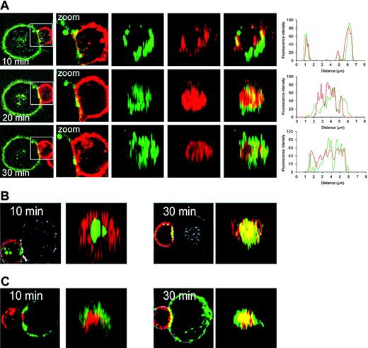 Figure 3. Recruitment of KIR2DL2 to the cSMAC is delayed. (A) KIR2DL2 was visualized by Alexa555-labeled CH-L, and HLA-Cw3 was detected by Alexa488-labeled anti–MHC class I mAb. KIR2DL2+ CD4+ T cells were pelleted with 721.221/HLA-Cw3 target cells in the presence of 2 ng/mL SEB. The cells were transferred to optical dishes, and the movement of KIR2DL2 and HLA-Cw3 was observed using a confocal microscope at room temperature. Representative x-y sections for KIR2DL2 (red) and HLA-Cw3 (green) are shown for 10, 20, and 30 minutes (left 2 columns). The middle 3 columns show z-axis image reconstruction in the plane of the contact site. Line plots show a quantitative image analysis in this plane, demonstrating that the green and red fluorescence colocalize in the pSMAC after 10 minutes and in the cSMAC after 20 minutes. (B) T cells were stained with Alexa488-labeled anti-CD3 mAb and Alexa555-labeled anti-KIR2DS2/2DL2/2DL3 mAb and then coincubated with HLA-Cw3–expressing target cells as described in panel A. Representative sections at 2 time points are shown. At 10 minutes, CD3 (green) localized to the cSMAC, while KIR2DL2 (red) was found in the pSMAC. At 30 minutes, both molecules were in the cSMAC. Representative x-y section images and z-axis–reconstructed images in the plane of contact site are shown for both time points. (C) T cells were stained with Alexa555-labeled anti-CD3 mAb, and target cells (721.221/HLA-Cw3) were stained with Alexa488-labeled anti–MHC class I mAb. At 10 minutes, CD3 (red) localized to the cSMAC, while HLA-Cw3 (green) was found in the pSMAC. At 30 minutes, both molecules were in the cSMAC. Representative x-y section images and z-axis–reconstructed images in the plane of contact site are shown for both timepoints. For all panels, conjugates were formed and examined as described for Figure 2C.