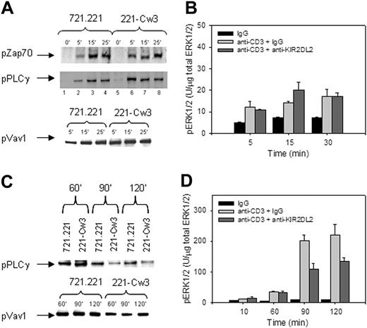 Figure 4. KIR2DL2 affects early and late TCR-mediated signaling events differently. (A) KIR2DL2+ T cell clones were stimulated with SEB-coated 721.221 or 721.221/HLA-Cw3 target cells for the indicated time points. Cell lysates were tested for phosphorylated ZAP70, phosphorylated PLC-γ1, and phosphorylated Vav1. (B) KIR2DL2+ T-cell clones were stimulated with 1 μg/mL control IgG, 1 μg/mL, anti-CD3 + 1 μg/mL IgG, or 1 μg/mL anti-CD3 + 1 μg/mL anti-KIR2DL2 for the indicated timepoints. The amount of total and phosphorylated ERK1/2 was determined by ELISA. The amount of phosphorylated ERK1/2 relative to the amount of total ERK1/2 is shown as mean of triplicate measurements. Results are representative of 3 experiments. (C) KIR2DL2+ T-cell clones were stimulated with SEB-coated 721.221 or 721.221/HLA-Cw3 target cells for 60, 90, and 120 minutes. Cell lysates were tested for phosphorylated PLC-γ1 and phosphorylated Vav1. (D) KIR2DL2+ T-cell clones were stimulated as in panel B and the level of ERK1/2 phosphorylation was established as in panel B. Results are shown as mean ± SD of triplicate measurements.