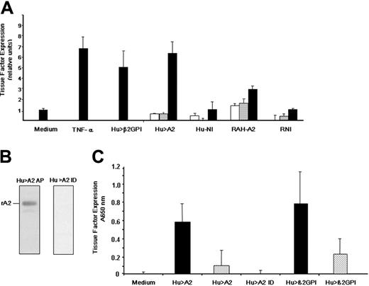 Figure 3. Induction of endothelial cell tissue factor expression. (A) Effect of human anti-β2GPI, human anti–A2 IgG, and rabbit anti–A2 IgG. As described in “Patients, materials, and methods,” human umbilical vein endothelial cells were incubated with either medium alone (Medium), tumor necrosis factor α (TNF-α, 10 ng/mL), or patient IgG containing anti-β2GPI (Hu > β2GPI, 200 μg/mL). Cells were also incubated with increasing concentrations of patient anti–A2 IgG that was antiphospholipid antibody- and endotoxin-free (Hu > A2), patient IgG lacking anti-A2 antiphospholipid antibodies (Hu-NI), rabbit anti–human A2 IgG (RAH-A2), or rabbit preimmune IgG (RNI; 0.2, 20, and 200 μg/mL; white, gray, and black bars, respectively). Bars represent normalized mean values (± SEM, n = 2-4). (B) Immunodepletion of patient IgG. As described in “Patients, materials, and methods,” whole IgG from a representative patient, who was positive for anti-A2 antibodies but lacked anti-β2GPI and ACL antibodies, was applied to an A2-sepharose immunoaffinity column, eluted with glycine buffer (pH 2.8), and immediately neutralized with Tris base (pH 8.0). Both affinity-purified IgG (Hu > A2 AP) and immunodepleted IgG (Hu > A2 ID) were extensively dialyzed against PBS (pH 7.2) and tested by immunoblot analysis against rA2 (250 ng/lane). (C) Effect of A2 immunodepletion on tissue factor induction. HUVECs were incubated alone (Medium), with whole anti-A2–containing IgG (Hu > A2) at 200 μg/mL (▪) or 20 μg/mL (▦), with A2-immunodepleted IgG from the same patient (Hu > A2 ID) at 200 μg/mL, or with human anti-β2GPI at 200 μg/mL (▪) or 20 μg/mL (▦). Shown are mean A650 nm values for (± SEM, n = 3).