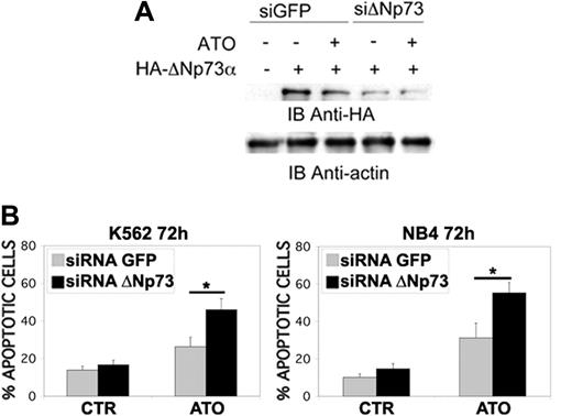 Figure 4. ΔN-p73 down-regulation potentiates ATO-induced apoptosis in K562 and NB4 cells. (A) Transfection of ΔN-p73 siRNA, but not the unrelated GFP siRNA, led to a decrease in ΔN-p73 in K562 cell counts without affecting the levels of the unrelated protein actin; K562 cells were transfected with an expression vector encoding for an HA-tagged version of ΔNp73 alone or in the presence of siRNAΔNp73 or siRNAGFP. Cells were lysed 24 hours after transfection, and ΔN-p73 expression was assessed by anti-HA immunoblot. Sequences of the siRNA ΔNp73 are siRNA ΔNp73 sense 5′-CGUCGGUGACCCCGCACGGUU-3′ and siRNA ΔNp73 antisense 5′-CCGUGCGGGGUCACCGACGUU-3′. (B) Percentages of sub-G1 apoptotic K562 and NB4 cells treated with ATO were significantly increased in cells transfected with ΔN-p73 siRNA relative to cells transfected with control siRNA (*P < .01; Dunnett test). K562 and NB4 cells were transfected with the indicated siRNAs and subsequently treated with ATO (2 μM for K562 and 1 μM for NB4) for 72 hours before apoptosis analysis. Values are mean ± SD of 4 independent experiments.