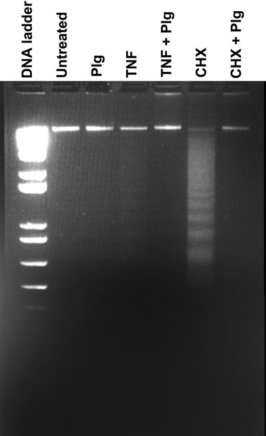 Figure 4. Plasminogen retards DNA fragmentation. Plasminogen was preincubated with U937 cells for 30 minutes. Without washing the cells, TNFα and CHX were added, and the cells were incubated for an additional 24 hours. DNA was extracted as described in “Materials and methods” and electrophoresed on a 1.5% low-melt agarose gel. FACS analysis was performed simultaneously to verify the percentage of apoptosis within the total cell population.