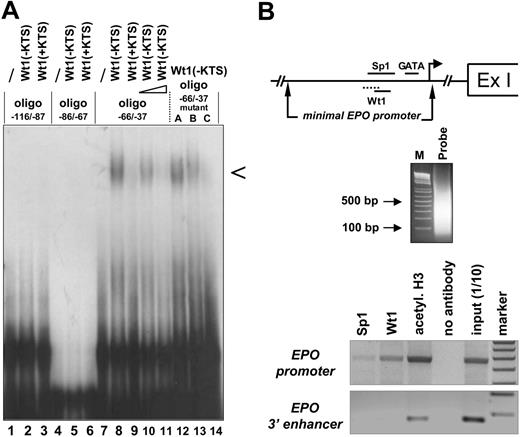 Figure 1. Binding of the Wt1(–KTS) isoform to the minimal human EPO promoter. (A) EMSA demonstrating binding of the Wt1(–KTS) protein to a DNA fragment (oligo –66/–37) of the minimal human EPO promoter. Arrowhead indicates the specific retardation band. The binding oligonucleotide (for detailed base pair sequence, see Table 1) harbors nt –66 to –37 relative to the transcription start site of the EPO gene. Note that the specific retardation signal (lane 8) can be competed with a 5-fold (lane 10) and a 100-fold (lane 11) molar excess of a 21-bp DNA sequence containing the previously identified Wt1(–KTS) binding site in the vitamin D receptor gene promoter. For comparison, Wt1(+KTS) protein binds to the same oligo –66/–37 with much lower affinity (lane 9). Introducing different mutations (mutants A, B, C; Table 1) into oligo –66/–37 reduces Wt1(–KTS) binding. Note that both Wt1 proteins (±KTS) failed to interact with 2 other GC-rich oligonucleotides (oligo –116/–87 and oligo –86/–67) of the human EPO promoter. EMSA experiments were performed with 20 μg recombinant Wt1 protein in each reaction. (B) Chromatin-immunoprecipitation analysis of protein interactions with the EPO gene. Note illustration of the potential binding sites of Sp1, GATA, and Wt1 transcription factors within the minimal EPO promoter, relative to the transcription start site (arrow) and the first exon (Ex I). Sizes of the DNAfragments obtained in Hep3B cells after sonification were revealed by electrophoresis in an ethidium bromide–stained 1.6% agarose gel. PCR-amplified products of the immunoprecipitates were electrophoresed in a 1.5% agarose gel and stained with ethidium bromide; for better visualization, the gel photograph is presented as a negative of the original. Apparently, under normoxia, Wt1 and Sp1 bind to the 5′ promoter but not to the hypoxia-responsive 3′ enhancer of the EPO gene.