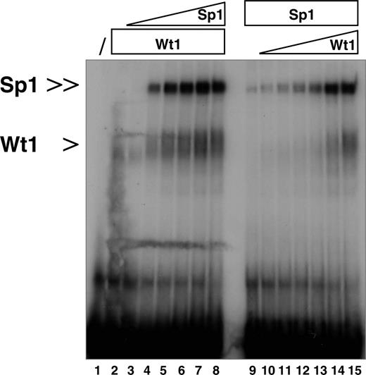 Figure 3. Mutually enhanced binding affinities of Sp1 and Wt1(–KTS) to the human EPO promoter. EMSA demonstrating that Wt1 and Sp1 enhance the binding of each protein to the identified EPO promoter element (oligonucelotide –66/–37). Lane 1, oligonucelotide alone. In lane 2, 1 μg recombinant Wt1(–KTS) isoform was added to the reaction. Note that increasing concentrations of recombinant Sp1 protein (100 ng, 200 ng, 300 ng, 400 ng, 500 ng, 1 μg; lanes 3-8, respectively) enhanced Wt1(–KTS) binding to the DNA. Conversely, Sp1/DNA complex formation was improved with increasing concentrations of Wt1(–KTS) protein (100 ng, 200 ng, 300 ng, 400 ng, 500 ng, 1 μg; lanes 10-15, respectively). Protein complexes were resolved on a 5% polyacrylamide gel, and complex formation was visualized after 48 hours by autoradiography.