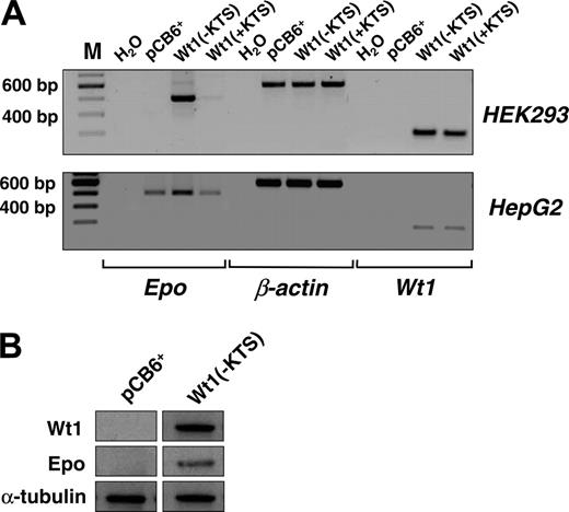 Figure 4. Induction of EPO expression by Wt1(–KTS) in human embryonic kidney (HEK293) and hepatoma-derived HepG2 cells. (A, top row) Transcripts of EPO, Wt1, and β-actin were detected by reverse transcription PCR (amplification with 32 cycles) in human embryonic (HEK293) kidney cells stably transfected with Wt1(–KTS), Wt1(+KTS), or empty expression vector (pCB6+). (A, bottom row) Expression of EPO, Wt1, and β-actin in transiently transfected HepG2 cells. cDNA was diluted 1:10 with H2O for amplification of β-actin. RT-PCR products were run on 1.5% agarose gels and stained with ethidium bromide; for better visualization, gel photographs are presented as negatives of the originals. (B) Induction of EPO expression by Wt1(–KTS) was confirmed by immunoblotting of EPO protein in whole cell extracts of HEK293 cells. Wt1 immunoblotting reveals significant Wt1(–KTS) expression. α-Tubulin was detected as internal control of equal amounts of protein.