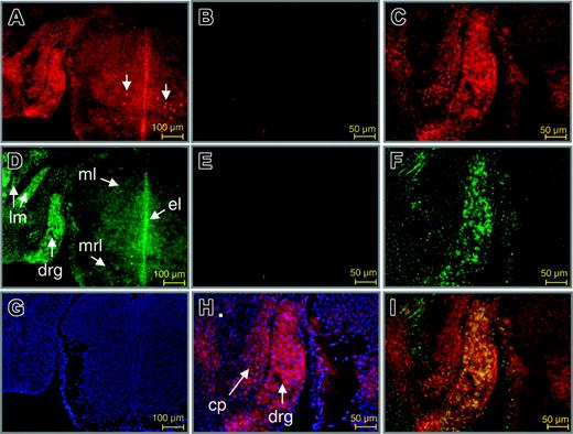 Figure 6. Colocalization of Wt1 and EPO proteins in the developing murine dorsal root ganglion. Double-immunofluorescence labeling of Wt1 (red) and EPO (green) in sections of the murine spinal cord and dorsal root ganglion. (A,C) Staining of Wt1. (B) Negative control. Wt1 is contained in the nuclei of neuronal cells in the dorsal root ganglion and in a subtype of neurons in the mantle layer of the spinal cord at E14.0 of gestation (A, arrows). Nuclear localization of Wt1 is confirmed by counterstaining with DAPI (H). (D,F) Staining of EPO. (E) Negative control. Note the colocalization of Wt1 and EPO in neuronal cells of the developing dorsal root ganglion (drg), which becomes evident by the intense yellow fluorescence upon merging the red and green signals (I). Cy2 fluorescence in the primordial cartilage of the neural cord represents unspecific staining (F). Counterstaining with DAPI is shown (G). ml indicates mantle layer; el, ependymal layer; mrl, marginal layer; lm, long muscles of the neck; cp, cartilage primordium of neural cord.