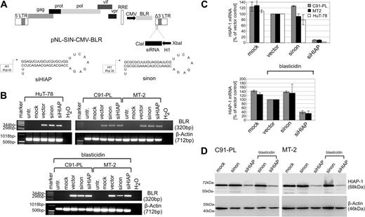 Figure 4. Suppression of HIAP-1 by lentiviral transduction of a shRNA expression cassette into HTLV-1–transformed cells. (A) Physical map of the shRNA lentiviral vector (pNL-SIN-CMV-BLR) and the inserted shRNA precursor specific for HIAP-1 and the nonsense precursor. (B) The HTLV-1–transformed T-cell lines (MT-2 and C91-PL) and HTLV-1–negative control cells (HuT-78) were infected with lentiviruses encoding shRNAs specific for HIAP-1 (siHIAP), nonsense shRNAs (sinon), empty lentiviruses (vector), and were mock-infected. The RNA of the cells was extracted, and subjected to RT-PCR using blasticidin S deaminase primers and β-actin primers as a control. (C) Quantitation of HIAP-1 expression by real-time RT-PCR. The HIAP-1 expression was normalized to the empty vector control. The bars represent the mean of 2 independent experiments and the mean error. (D) To detect RNAi-mediated reduction of HIAP-1 protein content, proteins were prepared from the transduced cells and analyzed by immunoblots. Specific bands were detected by HIAP-1– and β-actin–specific monoclonal antibodies.