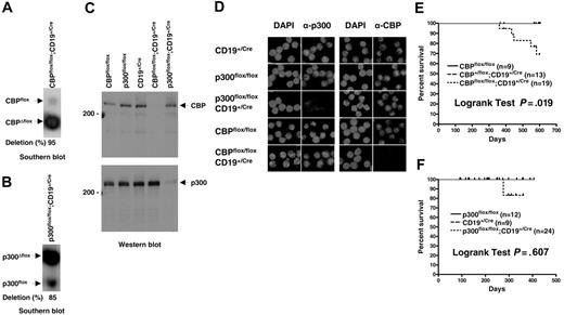 Figure 1. Efficient inactivation of CBPflox or p300flox in mouse B cells does not result in lymphoma. Quantitative Southern blot of genomic DNA isolated from purified splenic B cells for CBPflox/flox;CD19+/Cre (A) and p300flox/flox;CD19+/Cre (B) mice. Nonrecombined (flox) alleles, recombined (Δflox) alleles, and percent deletion are indicated. (C) Western blot of cell lysates from purified splenic B cells using CBP-specific (top panel) and p300-specific (bottom panel) antisera. Genotypes, 200-kDa markers, and position of CBP and p300 are indicated. (D) Indirect immunofluorescence of control and CBP and p300 null purified splenic B cells using CBP- and p300-specific antisera. Genotypes are indicated. Nuclear DNA stained with DAPI. Survival curves for CBPflox/flox;CD19+/Cre (E) and p300flox/flox;CD19+/Cre (F) and control mice. Age of mice (days) and percent surviving are indicated. Tick marks indicate mice that were censured (killed for experimentation) or still alive at the end of the study. Curve comparisons by 2-tailed log-rank test, number of mice of each genotype, and P values are indicated.