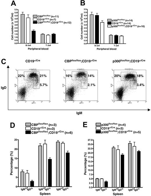 Figure 2. Modest deficit in peripheral B cells of CBPflox/flox;CD19+/Cre and p300flox/flox;CD19+/Cre mice. The number of B cells and T cells per mL of peripheral blood for CBPflox/flox;CD19+/Cre (A) and p300flox/flox;CD19+/Cre (B) mice and controls. Number of mice of each genotype is indicated. Mean ± SEM. (C) Representative flow cytometric analysis using anti-IgM and anti-IgD antibodies and splenic lymphocytes from CD19+/Cre, CBPflox/flox;CD19+/Cre, and p300flox/flox;CD19+/Cre mice. Percentage of total splenic lymphocytes representing the major B-cell subtypes (IgMhi IgDlo, IgMhi IgDhi, IgMlo IgDhi). (D-E) Quantification of IgM and IgD flow cytometry data as in panel C for the indicated number of mice of each genotype (mean ± SEM). Flow cytometric analysis and complete blood count analyses for the CBPflox and p300flox groups were performed at different times and may not be directly comparable to each other.