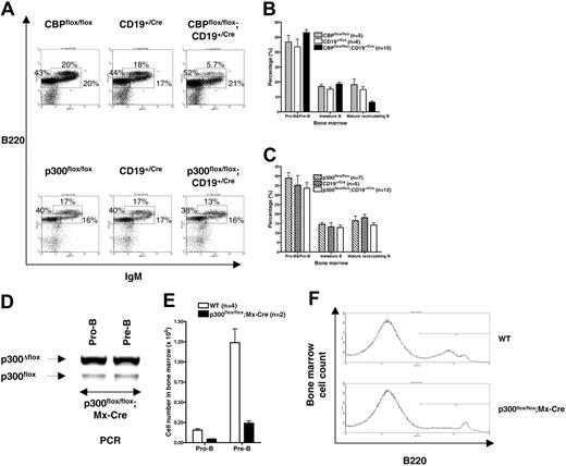 Figure 3. Proportions of B-cell progenitors in CBPflox/flox;CD19+/Cre and p300flox/flox;CD19+/Cre mice are normal but p300 is essential before or during the pro-B stage. (A) Representative B220 and IgM flow cytometric analyses of lymphocyte gated bone marrow cells from the indicated mouse genotypes. Percentage of each major subtype is indicated. (B-C) Quantification of bone marrow B-cell progenitors by B220 and IgM flow cytometry as in panel A. Pro-B and pre-B cells (B220lo IgM–), immature B cells (B220int IgM+), and mature recirculating B cells (B220hi IgM+). Number of mice of each genotype is indicated. Mean ± SEM. (D) Recombination of the p300flox allele in FACS-purified pro-B (B220+ CD43+ IgM–) and pre-B (B220+ CD43–IgM–) cells from a representative p300flox/flox;Mx-Cre mouse with efficient deletion 6 months after inducing Cre expression with dsRNA. (E) Number of pro-B and pre-B cells in dsRNA-treated wild-type (WT; n = 4) and p300flox/flox;Mx-Cre mice (n = 2) as in panel D (mean ± SEM). (F) Representative histogram showing B220+ bone marrow cells as in panels D-E.