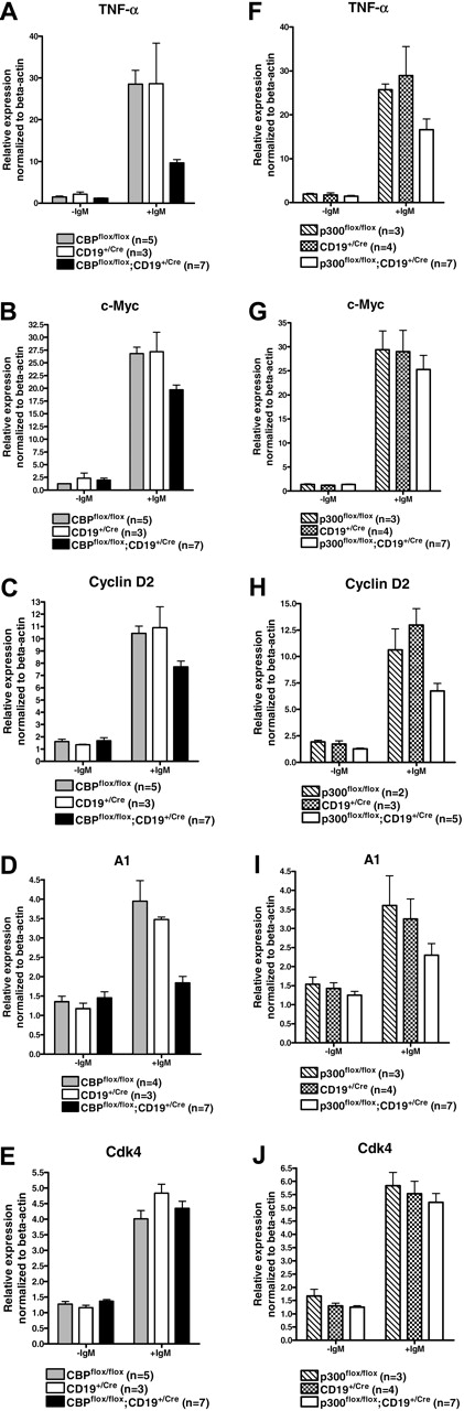 Figure 4. Loss of CBP or p300 attenuates BCR-inducible gene expression. Real-time RT-qPCR of RNA from FACS-purified splenic B cells of the indicated genotypes following 4 hours treatment with or without soluble anti-IgM. Test gene expression was normalized to signal derived from β-actin mRNA and then normalized to the lowest signal for each gene in a given experiment. Gene tested and the number of mice of each genotype are indicated (mean ± SEM).