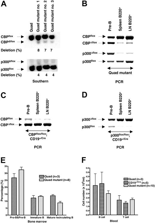 Figure 5. Loss of both CBP and p300 is highly detrimental for peripheral B cells. (A) Quantitative Southern blot of DNA of FACS-purified splenic B cells from control CBPflox/flox;p300flox/flox (Quad) and 3 different quadruple mutant CBPflox/flox;p300flox/flox;CD19+/Cre (Quad mutant) mice. Position of each allele and percent deletion are indicated. (B) Semiquantitative PCR of DNA isolated from quad mutant bone marrow pre-B cells (B220+ CD43–IgM– purified by FACS) and B cells (B220+ purified by FACS) from the spleen and lymph node (LN). Positions of PCR products representing each allele are indicated. PCR tends to overestimate the abundance of the p300Δ/flox allele. Semiquantitative PCR of DNA isolated from CBPflox/flox;CD19+/Cre (C) and p300flox/flox;CD19+/Cre (D) B cells as in panel B. (E) Quantification of B-cell progenitors as determined by B220 and IgM flow cytometry (lymphocyte gate) of bone marrow derived from mice of the indicated genotypes. Number of mice is indicated (mean ± SEM). (F) The number of B and T cells per mL of peripheral blood from mice of the indicated genotypes. Number of mice is indicated (mean ± SEM).