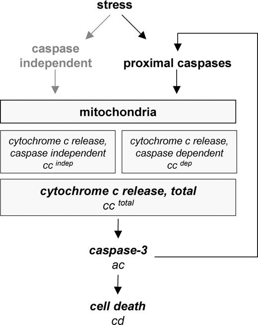 Figure 2. Parameters analyzed in the study and their attribution to distinct steps of apoptosis signal transduction. Mitochondria are activated with or without involvement of caspases. Caspase-mediated mitochondrial activation may occur either by amplification of the apoptotic signal by proximal caspase activation (eg, via caspase-8 and t-Bid) or by direct mitochondrial activation through initiator caspases (eg, caspase-2). Release of cytochrome c is followed by activation of effector caspases such as caspase-3 through the formation of the apoptosome. Assessed parameters are in italics.