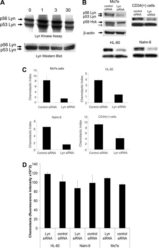 Figure 1. Lyn protein depletion decreases chemotaxis of primary CD34+ cells and Mo7e, HL-60, and Nalm-6 cells in the presence of SDF-1. (A) Mo7e cells were incubated with control buffer or 100 ng/mL SDF-1 for 1, 3, and 30 minutes. Lyn tyrosine kinase activity was determined after immunoprecipitation from lysates of stimulated and control cells. Kinase assays were carried out on Lyn precipitates and total Lyn protein was determined by Western blotting. (B) Lyn silencing with siRNA inhibits movement of SDF-1–stimulated cells. Mo7e, HL-60, and Nalm-6 cells and CD34+ normal bone marrow cells were stimulated with SDF-1 (100 ng/mL) for 3 hours, 48 to 72 hours after electroporation with siRNA. We performed control Western blots for Lyn, Hck, and β-actin proteins. Additional bands, which appear in Western blots for Hck in Mo7e cells, represent Lyn (open arrow; the Lyn blot was reprobed with Hck antibodies). In HL-60, Nalm-6, and CD34+ cells, top panels represent Lyn, bottom panels represent β-actin. (C) Chemotaxis assays in SDF-1–stimulated cells. Values in chemotaxis assays are mean plus or minus SD (n = 4). (D) Spontaneous cell movement in the absence of SDF-1 over surfaces coated with an integrin ligand. Values are mean plus or minus SD (n = 3).