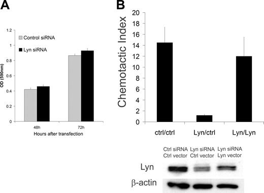 Figure 2. Lyn protein depletion has no effect on cell proliferation and viability. (A) Cells were tested at 48 to 72 hours after electroporation with Lyn or control siRNA for their ability to proliferate and survive in medium with 10% FCS by MTT assay. Values are mean plus or minus SD (n = 4). (B) Functional rescue experiment. Chemotaxis assays (n = 3) in Mo7e cells were performed at 48 hours after transfection with the Lyn siRNA targeting the 3′ UTR and cotransfection with a Lyn expression construct lacking the 3′ UTR. Bottom blot represents control Western blots in these cells.
