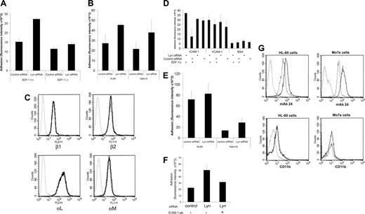 Figure 3. Lyn protein depletion increases adhesion of CD34+ bone marrow cells and cell lines to stromal cells in the presence of SDF-1. (A) CD34+ cell attachment was measured at 48 hours after nucleoporation with Lyn siRNA or control siRNA. See Figure 1 for control Western blot. Values in adhesion assays are mean plus or minus SD (n = 3). (B) HL-60 and Nalm-6 cell attachment to stromal cells in the presence of SDF-1 was measured at 48 hours after nucleoporation with Lyn siRNA or control siRNA. Values are mean plus or minus SD (n = 3). (C) FACS analysis of integrin expression in control siRNA–(light lines) and Lyn siRNA–(dark lines) transfected CD34+ cells (both curves almost completely match). Cells were stained with or without (dotted lines) anti–human integrin monoclonal antibodies followed by secondary antibodies and FACS analysis. (D) Attachment of SDF-1–stimulated or unstimulated Mo7e cells to surfaces coated with ICAM-1, VCAM-1, or BSA at 48 hours after transfection with Lyn siRNA or control siRNA. Values in adhesion assays are mean plus or minus SD (n = 4). (E) Attachment of SDF-1–stimulated HL-60 and Nalm-6 cells to surfaces coated with ICAM-1 after transfection with Lyn siRNA or control siRNA. Values are mean plus or minus SD (n = 4). (F) Adhesion of SDF-1–stimulated Mo7e cells to stromal marrow cells at 48 hours after transfection with Lyn siRNA or control siRNA. Antihuman ICAM antibody was used for ICAM-1 blockade. Values in adhesion are mean plus or minus SD (n = 4). (G) FACS analysis of β2 integrin-activation epitope expression in control siRNA–(dotted lines) and Lyn siRNA–(dark lines) transfected HL-60 and MO7e cells. Cells were stained with or without (light lines) anti–human integrin monoclonal antibody 24 (it binds to activated CD11/CD18) or anti–human Mac-1 antibodies (they bind only to activated CD11b), followed by secondary antibodies and FACS analysis.