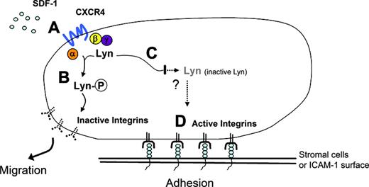 Figure 5. Lyn-mediated functional association between chemokine receptors and β2 integrins modifies the process of adhesion/de-adhesion through chemokine-regulated cell motility. SDF-1 activation of the chemokine receptor CXCR4, through the Gα subunit (A) induces activity of the Src-kinase Lyn (B). Activation of Lyn kinase results in diminished β2 integrin affinity for ICAM-1, promoting movement (B). In the absence of Lyn or SDF-1, which initiates Lyn activation (C), ICAM-1–mediated adhesion is favored, and ability of cells to migrate is decreased (D). Therefore, by regulating the ability of hematopoietic cells to roll on or attach to stromal cells, Lyn plays a role in the regulation of the interaction between cells of these types.