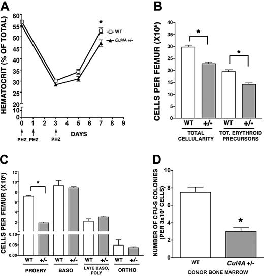 Figure 2. Recovery from an erythroid-specific stress is delayed in Cul4A heterozygous mice. (A) Twelve Cul4A+/– and 12 wild-type littermate controls were treated with 50 mg/kg phenylhydrazine on days 0, 1, and 3 (indicated by arrows), and hematocrits were measured at days 0 to 7. The mean (percent ± SEM) for wild-type (□) and Cul4A+/– (▴) mice are graphed for 2 independent experiments. At day 7, *P = .01. (B) Six Cul4A+/– and 6 wild-type mice were treated with phenylhydrazine as described in panel A, and bone marrow was isolated at day 5. Total cellularity per femur was determined and the number of erythroid precursors per femur for each mouse was determined (see “Materials and methods”). The means (cells per femur ± SEM) are graphed for the results from 2 independent experiments. *P < .001. (C) For the 6 Cul4A+/– and 6 wild-type mice described, the number of cells in each of the 4 erythroid precursor populations (described in “Results” and for Figure 1C) was determined, and these results from 2 independent experiments are graphed (mean ± SEM). For proerythroblasts (PROERY), *P < .001. (D) Spleen colony-forming unit (CFU-S) assays were performed by injecting 3 × 104 low-density mononuclear bone marrow cells isolated from 4 wild-type or 4 Cul4A+/– mice into the tail vein of lethally irradiated adult, female, C57BL/6 recipients (3-4 recipients per wild-type or Cul4A+/– donor). After 8 days, spleens were removed and fixed in Telly fixative (20 parts 70% ethanol, 1 part glacial acetic acid, 1 part formalin), and the numbers of macroscopic colonies were counted. Means ± SEM for the combined results from 2 independent experiments are graphed. When the results for these 4 Cul4A+/– and 4 wild-type donors were compared, *P = .005.