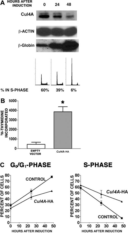 Figure 4. Enforced expression of Cul4A promotes proliferation in proerythroblasts induced to differentiate. G1E-ER4 cells were induced to differentiate into erythrocytes, and Cul4A and β-globin protein levels were measured by immunoblot of 10 μg total lysate. The amounts of immunoreactive protein were quantified and normalized with respect to β-actin. DNA content was determined by propidium iodide staining and flow cytometry, and the relative number of cells in S phase was determined. Representative results from 3 independent experiments are shown. (B) Cul4A-HA and empty vector control cells were plated at 2.5 × 104 cells/well in triplicate in 96-well plates, induced to differentiate, and cultured for 48 hours. Then tritiated thymidine incorporation during 8 hours was quantified. The means (cpm ± SEM) of 2 independent experiments are graphed. *P = .01. (C) Cul4A-HA (▴) and empty vector control cells (▪) were induced to differentiate, and aliquots of cells at 0, 24, and 48 hours after induction were stained with propidium iodide and analyzed by flow cytometry to determine the proportion of cells in each phase of the cell cycle. The mean (percent ± SEM) in either G0/G1 or S phase is graphed with respect to hours after induction for 3 independent experiments.