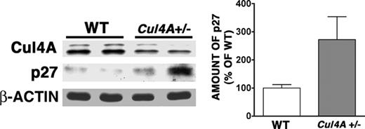 Figure 7. After phenylhydrazine-induced stress, the expression of p27 protein in early erythroid precursors from Cul4A+/– mice is elevated compared to wild-type controls. Wild-type and Cul4A+/– mice were treated with phenylhydrazine as described for Figure 2. On day 4, bone marrow cells were isolated separately from each mouse, and proerythroblasts and basophilic erythroblasts were identified and isolated with a fluorescence-activated cell sorter, as described in Figure 1. Cul4A, p27, and β-actin protein levels were determined by immunoblot. Actin was used as a loading control. A representative immunoblot from 2 independent experiments and their combined results are shown (mean ± SEM for 5 wild-type and 6 Cul4A+/– mice, *P = .03).