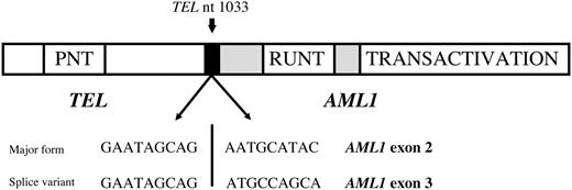Figure 1. Schematic representation of the DNA sequence of the TEL/AML1 fusion genes detected in this assay. The most common form fuses exon 5 of TEL (ETV6) with exon 1 of AML1 (RUNX1). A frequent splice variant fuses exon 5 of TEL (ETV6) with exon 2 of AML1 (RUNX1), and both were detected in this assay.