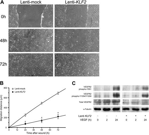 Figure 3. KLF2 reduces HUVEC migration without affecting VEGFR2-dependent VEGF signaling. The effect of a 7-day lentivirus-mediated overexpression of KLF2 on HUVEC migration was determined using a standard wounding assay. Untransduced (data not shown), Lenti-mock (○), and Lenti-KLF2 (•) transduced HUVEC cultures were wounded with a modified cell scraper, and photomicrographs were taken directly and after culturing the same cultures for an additional 24, 48, and 72 hours under standard conditions (A). Images were acquired using a 4 ×/0.13 NA objective. Migration distances were determined by measuring the width of the wounds at all time intervals (n = 3; B). (C) The effect of KLF2 on downstream VEGFR2 signaling was assessed by Western blotting using antibodies for total VEGFR2 and 2 specific phosphorylation states (Y951 and Y1054/1059). Following the 7 days after Lenti-KLF2 and Lentimock transduction, HUVEC cultures were treated with VEGF for 0, 2, and 24 hours before total protein lysates were made. Equal amounts of total proteins were loaded onto the gel and α-tubulin was used as an additional control for equal loading. *P < .01.