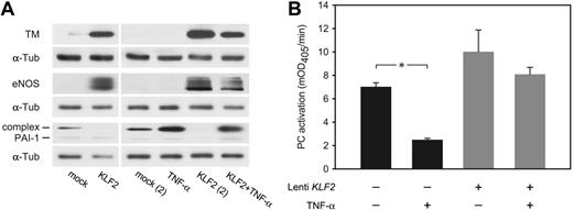 Figure 5. KLF2 overcomes the inflammatory TNF-α effect on the expression of hemostatic genes. HUVECs transduced with mock and KLF2 lentivirus for 7 days were either unstimulated or stimulated with TNF-α for 6 hours. (A) TM, eNOS, and PAI-1 protein levels were determined by Western blotting using α-tubulin as equal loading control. Two independent experiments are shown for the KLF2 overexpression with and without TNF-α. (B) Using a chromogenic assay, the effect of the induction of TM expression by KLF2 on the formation of active protein C (PC) was studied in the absence or presence of TNF-α for 6 hours. The amount of active protein C formed after 20 minutes was 1.4-fold increased after KLF2 overexpression compared with mock controls. TNF-α had no significant effect on protein-C activation with KLF2 overexpression, in contrast to a 3.5-fold reduction in mock-transduced or untreated cells. *P = .037. mOD indicates milli–optical density.