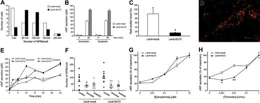 Figure 6. KLF2 increases VWF secretion in HUVEC cultures by inducing a homogenous distribution of WPBs over the cell population. (A) Histogram of the number of WPBs that were counted in randomly chosen cells in mock (□) and KLF2 (▪) lentivirus-transduced HUVECs. Prolonged KLF2 expression induces a more homogeneous Gaussian distribution of the WPB number per cell over the entire cell population. (B) The thrombin- and forskolin-stimulated secretion of VWF in the medium was assayed after 0 and 30 minutes in mock (□) and KLF2 (▦) lentivirus-transduced HUVECs. (C) The amount of RalA 7 days after transduction of HUVECs with mock and KLF2 lentivirus quantified from Western blots (n = 4). (D) Dual immunofluorescence for VWF (red) and RalA (green) in HUVECs 7 days after transduction with KLF2 lentivirus. Colocalization of RalA with VWF is shown in yellow. Image was acquired using a 100 ×/1.5 NA oil objective. (E) Time course of the regulated VWF secretion after thrombin (circles) or forskolin (squares) stimulation of Lenti-mock (open symbols) and Lenti-KLF2 (filled symbols) HUVEC cultures. (F) The number of WBPs in VWF-expressing cells of mock-(circles) and KLF2-transduced (diamonds) HUVEC cultures was determined with (open symbols) or without (filled symbols) prior stimulation with thrombin or forskolin for 30 minutes. (G-H) Stimulated VWF secretion was measured by enzyme-linked immunosorbent assay (ELISA) following a 30-minute exposure of Lenti-mock (○) and Lenti-KLF2 (•) transduced HUVECs to increasing concentrations of epinephrine (G) and thrombin (H). *P < .01 and **P < .001.