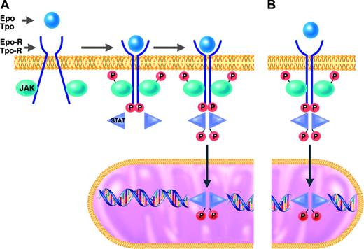 Figure 1. JAK/STAT signal transduction pathway in responses to hematopoietic growth factors. Under normal conditions (A), erythroid and megakaryocytic progenitors require binding of erythropoietin (Epo) or thrombopoietin (Tpo) to their respective receptors (Epo-R or Tpo-R) to initiate the intracellular sequence of phosphorylation and activation events leading to transcriptional activation of growth factor–responsive target genes (details presented in “Molecular mechanisms of PV and ET”). In hematopoietic progenitor cells of patients with MPDs who have the JAK2-V617F mutation (B), this JAK/STAT signal transduction pathway is constitutively activated in the absence of binding of Epo or Tpo to their respective receptors.
